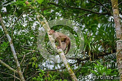 Wild Capuchin Monkey sitting over a branch, inside of the amazon rainforest in Cuyabeno National Park in Ecuador Stock Photo