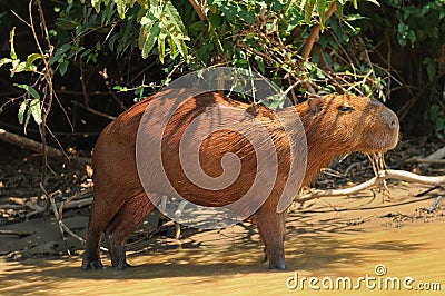 Wild capybara in the Amazon area in Bolivia Stock Photo