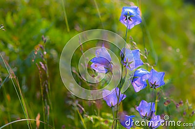 Wild carpathian bellflower Campanula carpatica Stock Photo