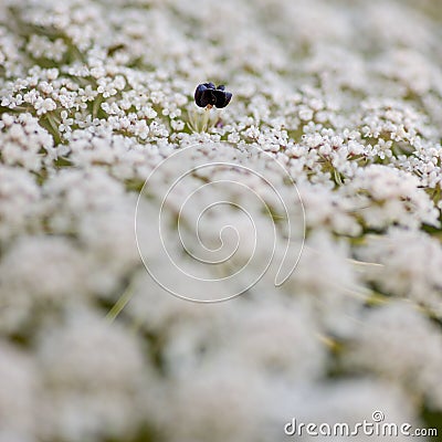 Wild carrot, Apiaceae Stock Photo