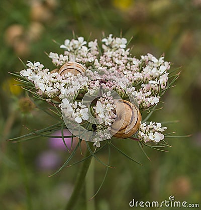 Wild Carrot flower with Mediterranean Snails Stock Photo