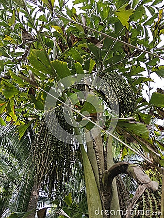 wild caryota mitis tree growing in wild plantation Stock Photo