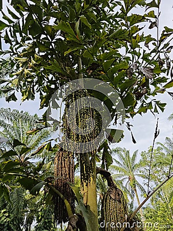 wild caryota mitis tree growing in wild plantation Stock Photo