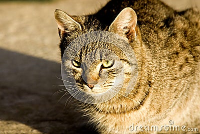 Wild cat Stock Photo