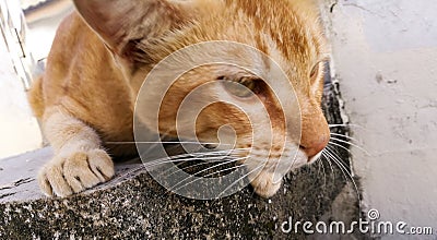 Wild Cat Stock Photo