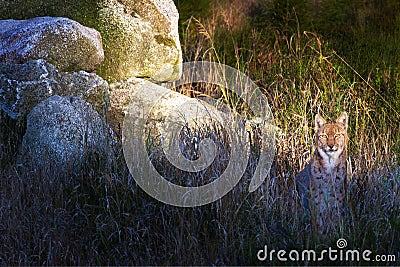 Wild cat Eurasian Lynx sitting in the high grass Stock Photo