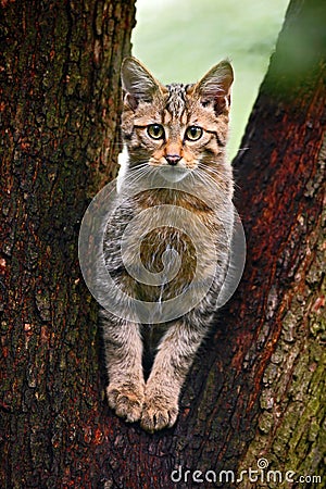 Wild Cat, Felis silvestris, animal in the nature tree forest habitat, Central Europe Stock Photo