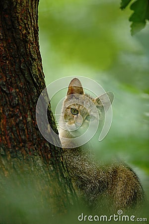 Wild Cat, Felis silvestris, animal in the nature tree forest habitat, hidden in the tree trunk, Central Europe. Wildlife scene fro Stock Photo