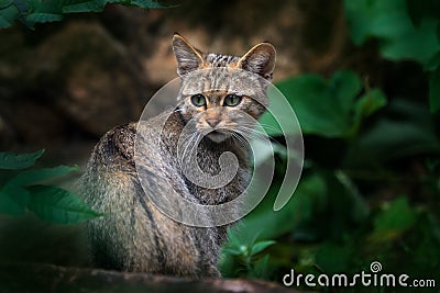 Wild Cat, Felis silvestris, animal in the nature tree forest habitat, hidden in the tree trunk, Czech Republic in Central Europe. Stock Photo