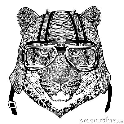 Wild cat Leopard Cat-o`-mountain Panther wearing biker helmet Animal with motorcycle leather helmet Vintage helmet for Stock Photo