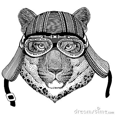 Wild cat Leopard Cat-o`-mountain Panther Wild animal wearing biker motorcycle aviator fly club helmet Illustration for Stock Photo