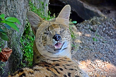 Wild Cat Leptailurus Serval Head Close Up Stock Photo