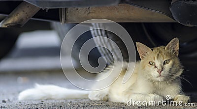 Wild cat lying on the asphalt under a car in the street Stock Photo