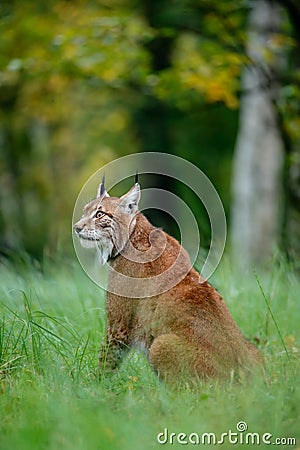 Wild cat Lynx in the nature forest habitat. Eurasian Lynx in the forest, hidden in the grass. Cute lynx in the autumn forest. Wild Stock Photo