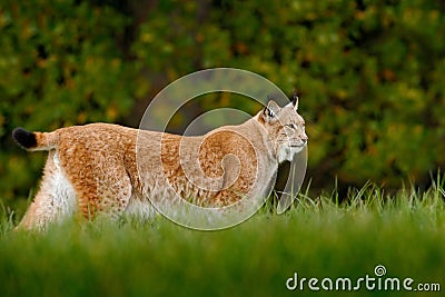 Wild cat Lynx in the nature forest habitat. Eurasian Lynx in the forest, hidden in the grass. Cute lynx in the autumn forest. Wild Stock Photo