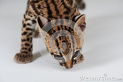 Wild cat smelling spot Stock Photo