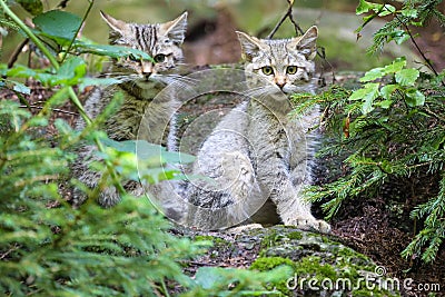 Wild cats Stock Photo