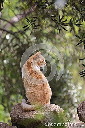 Wild cats are predominantly feral domestic cats in the Southern European countries Stock Photo