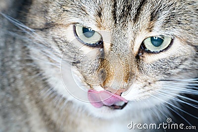 Wild cats are predominantly feral domestic cats in the Southern European countries Stock Photo