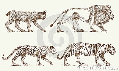 Wild cats set, Lynx lion leopard and tiger engraved hand drawn in old sketch style, vintage animals Vector Illustration