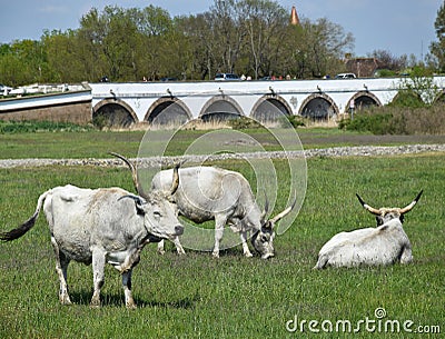 Wild cattles at Hortobagy Stock Photo