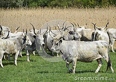 Wild cattles Stock Photo