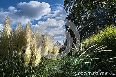 The wild cereals Stock Photo