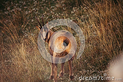 Wild chamois in Abruzzo, Apennines, Italy Stock Photo