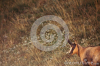 Wild chamois in Abruzzo, Apennines, Italy Stock Photo