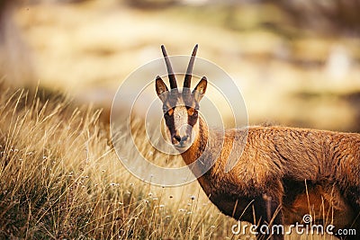 Wild chamois in Abruzzo, Apennines, Italy Stock Photo