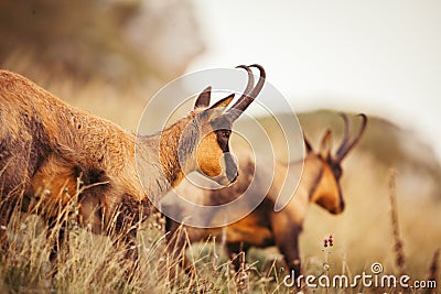 Wild chamois in Abruzzo, Apennines, Italy Stock Photo