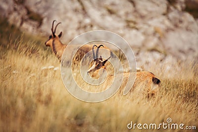 Wild chamois in Abruzzo, Apennines, Italy Stock Photo