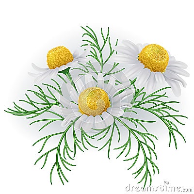 Wild chamomile flowers. Vector Illustration