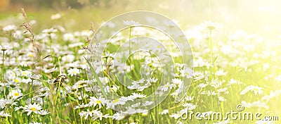 Wild chamomile flowers on a field on sunlight. Shallow depth of field Stock Photo