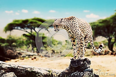 A wild cheetah about to attack. Safari in Tanzania Stock Photo