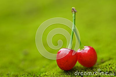 Wild Cherry on the moss background, organic, nature Stock Photo