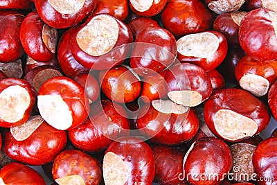 Wild chestnut chestnuts as texture background. Chestnut pattern closeup. Fall autumn illustration with brown chestnuts. Cartoon Illustration