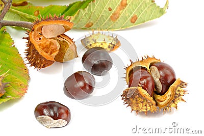 Wild Chestnut or Horse Chestnut Stock Photo