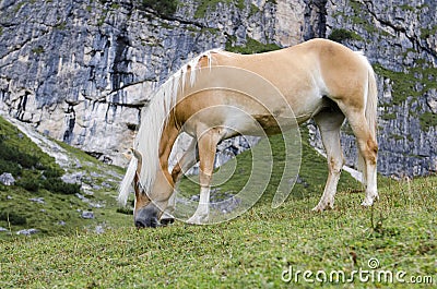 Wild Chestnut Horse, Dolomites, Italy Stock Photo