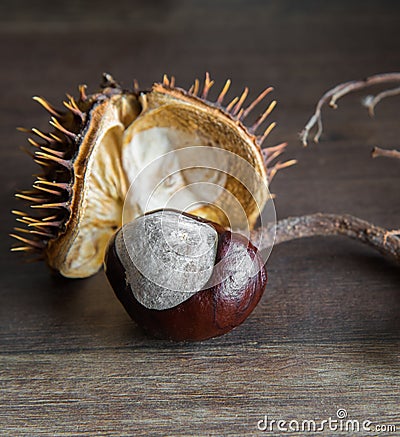 Wild chestnut in a shell Stock Photo