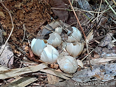 Wild Chicken nest with Shell egg in a natural environment, and so many shell eggs of chicken on the ground in The wild. Stock Photo