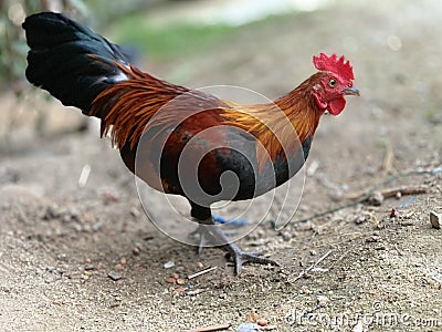 Wild chickens are found in Thailand. Popular for beauty Stock Photo