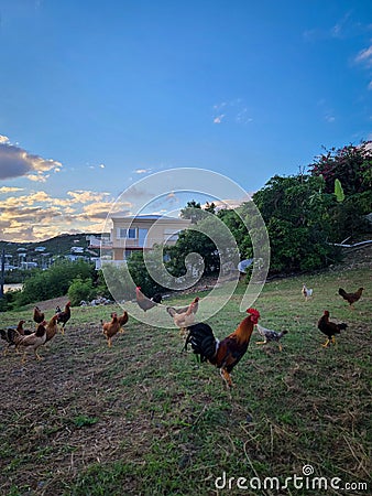 Wild chickens on hill Stock Photo