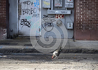 Wild chickens roaming Ybor City in Tampa, Florida Editorial Stock Photo