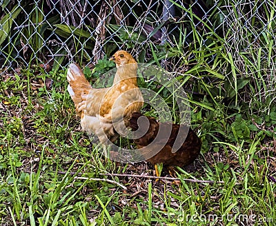 Wild Chickens Running On a Yard Stock Photo