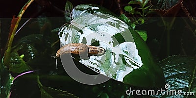 wild child conch on leaf Stock Photo