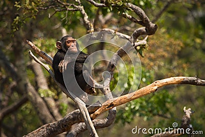 Wild chimpanzee Stock Photo