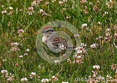 Chipping sparrow standing in clover and green grass Stock Photo