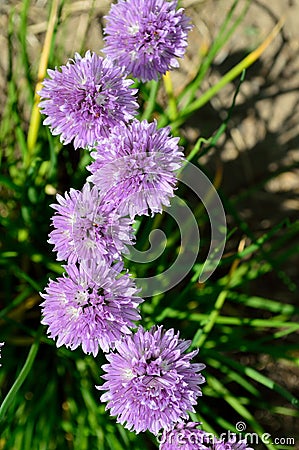 Wild chives cluster- Allium schoenoprasum Stock Photo