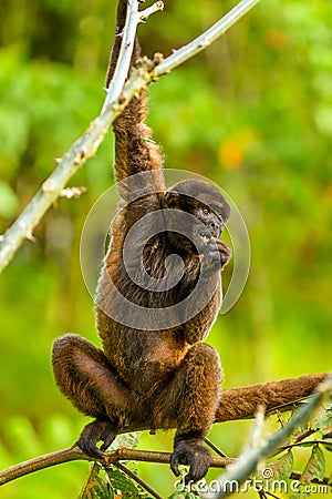 Wild Chorongo Monkey In Ecuador Stock Photo